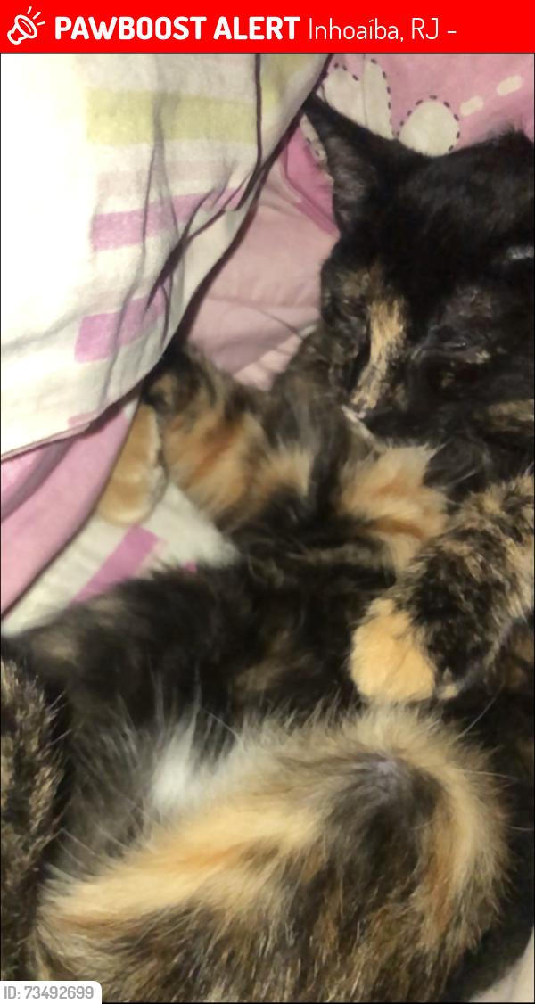 Lost Female Cat last seen rua soldado Antonino de Oliveira 26, Inhoaíba, RJ 23073-700