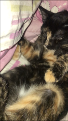 Lost Female Cat last seen rua soldado Antonino de Oliveira 26, Inhoaíba, RJ 23073-700