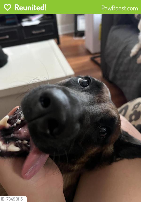 Reunited Female Dog last seen By G street, Antioch, CA 94509