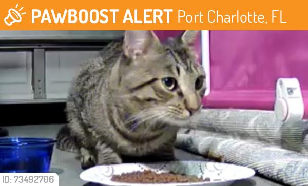 Found/Stray Unknown Cat last seen Garden and Reading St., Northwest in Port Charlotte, Port Charlotte, FL 33952