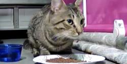 Found/Stray Unknown Cat last seen Garden and Reading St., Northwest in Port Charlotte, Port Charlotte, FL 33952