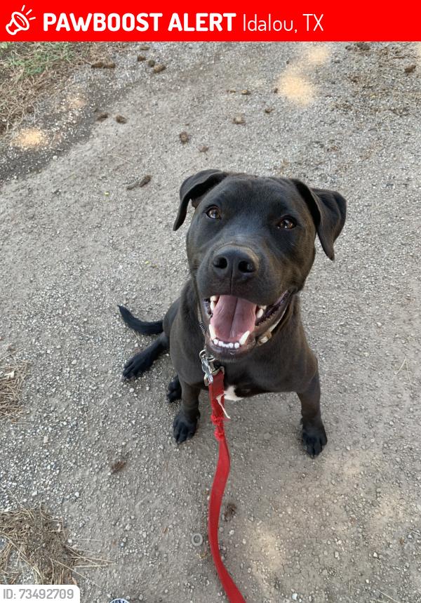 Lost Male Dog last seen Escaped near FBC idalou. Has not been spotted yet., Idalou, TX 79329