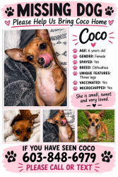 Lost Female Dog last seen Samara League City, League City, TX 77573