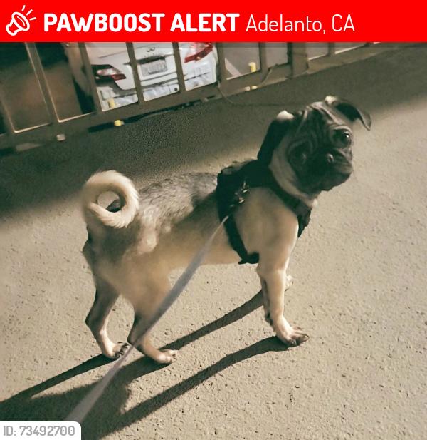 Lost Female Dog last seen Chamberlain Way, Adelanto, CA 92301