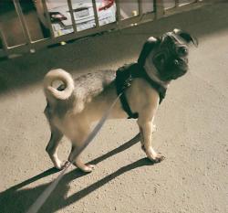 Lost Female Dog last seen Chamberlain Way, Adelanto, CA 92301
