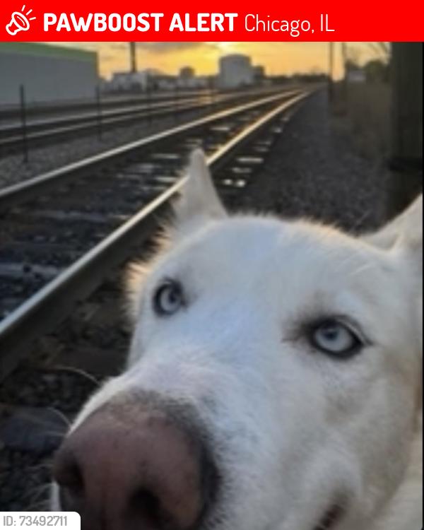 Lost Female Dog last seen North ave & kimball, Chicago, IL 60647