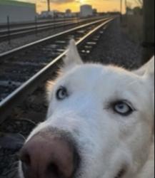Lost Female Dog last seen North ave & kimball, Chicago, IL 60647