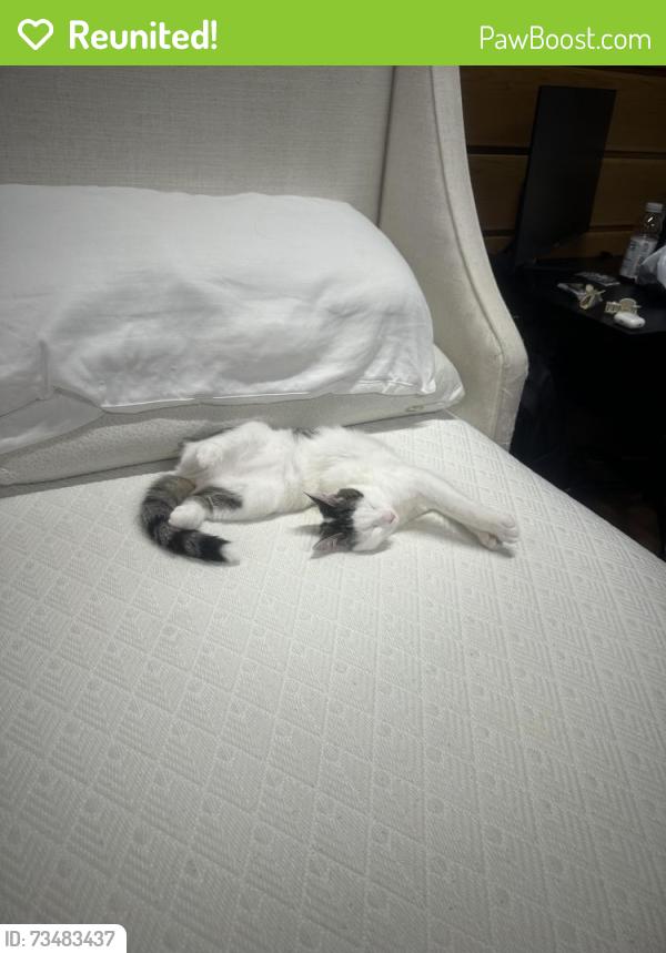 Reunited Female Cat last seen rocky hill dr, Lilburn, GA 30047