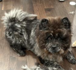 Reunited Male Dog last seen Saratoga Ave, East Palo Alto, CA 94303