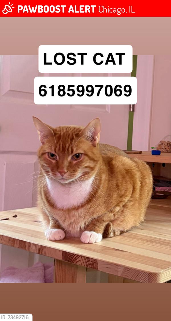 Lost Male Cat last seen dickens and honore, Chicago, IL 60614