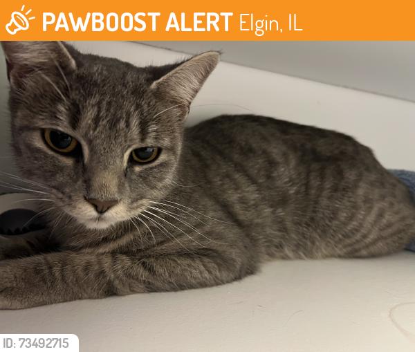 Found/Stray Female Cat last seen Hampshire and Hobble Bush, Elgin, IL 60120