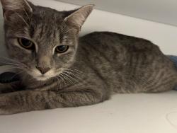 Found/Stray Female Cat last seen Hampshire and Hobble Bush, Elgin, IL 60120