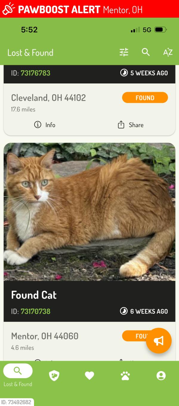Lost Male Cat last seen Broadmoor Circle Rd & Dartmoor Rd, Mentor,OH, Mentor, OH 44060