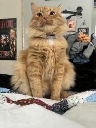 Lost Female Cat last seen Near hwy 28 douro dummer, Douro-Dummer, ON K0L 2H0