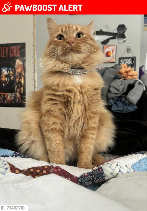 Lost Female Cat last seen Near hwy 28 douro dummer, Douro-Dummer, ON K0L 2H0