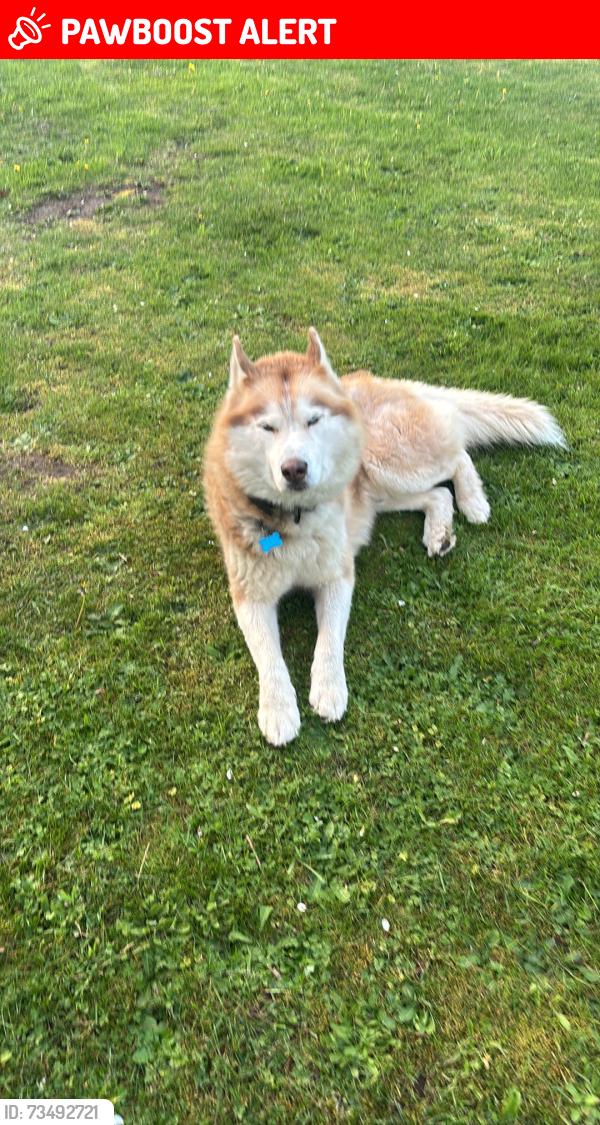 Lost Male Dog last seen Everson Goshen rd, Whatcom County, WA 98226