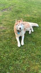 Lost Male Dog last seen Everson Goshen rd, Whatcom County, WA 98226