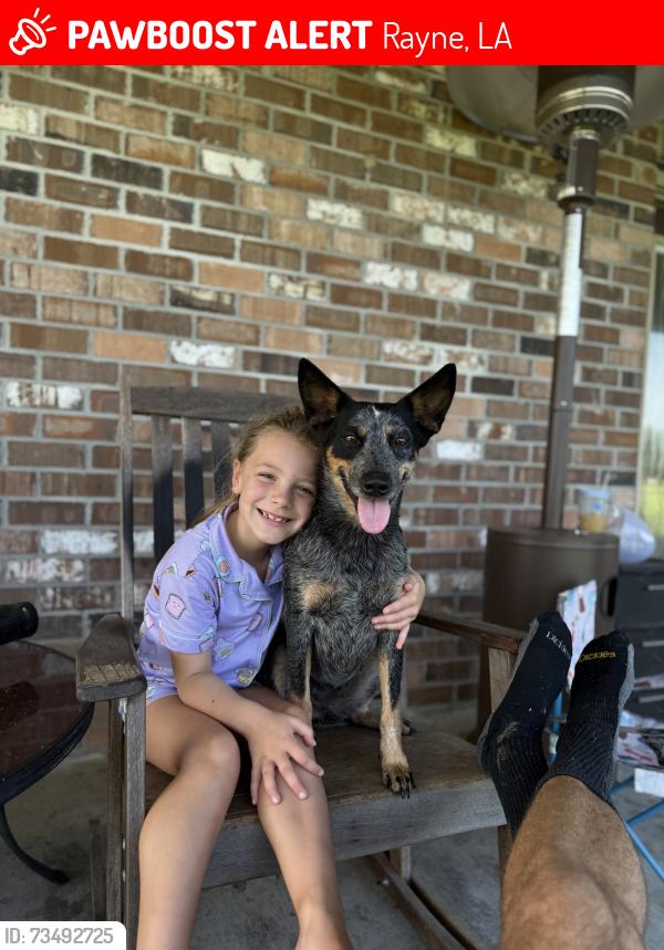 Lost Female Dog last seen Rayne, La close to I-10, Rayne, LA 70578