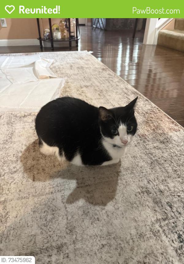 Reunited Male Cat last seen La Jolla & Villa Street, Watsonville, CA 95076