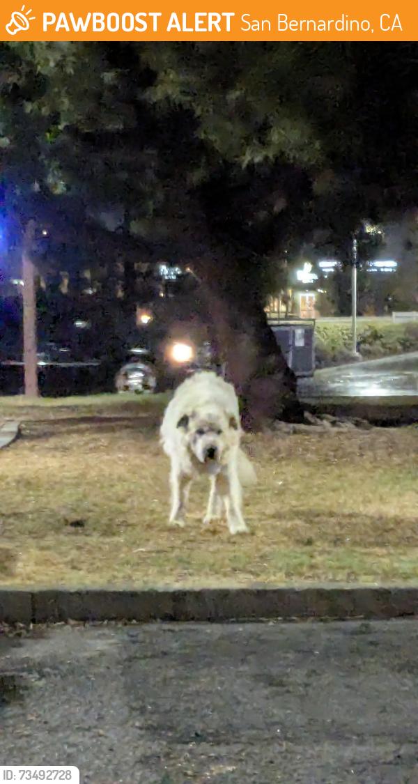 Found/Stray Unknown Dog last seen University McDonald's, San Bernardino, CA 92407
