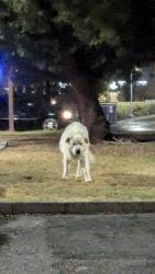 Found/Stray Unknown Dog last seen University McDonald's, San Bernardino, CA 92407