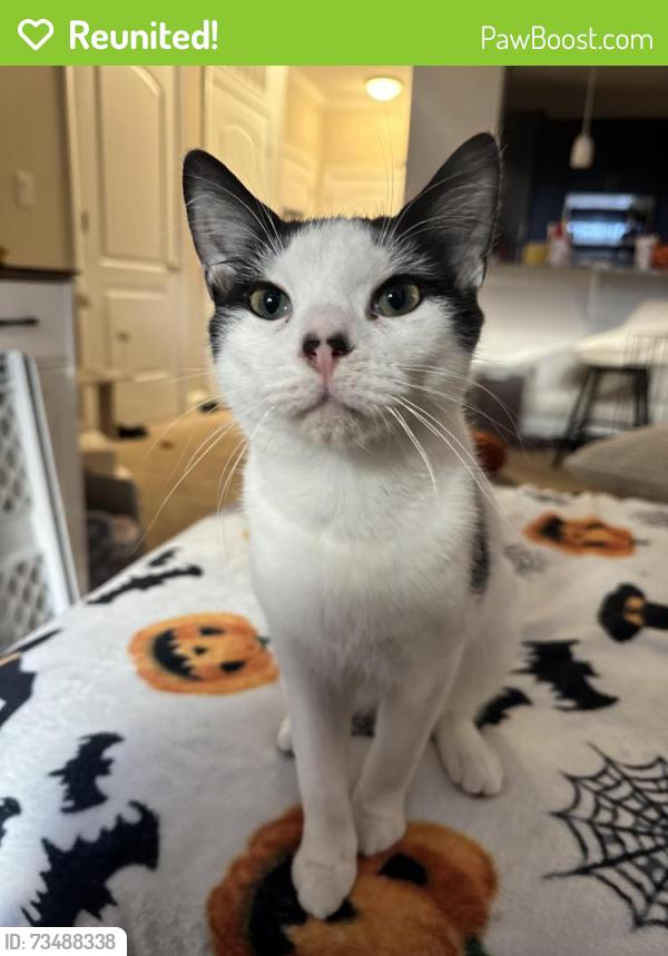 Reunited Male Cat last seen Monroe Way and Mercer Court ( near Publix in cosners corner), Fredericksburg, VA 22407