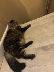 Found/Stray Unknown Cat last seen 104th and Colorado, Northglenn, CO 80233