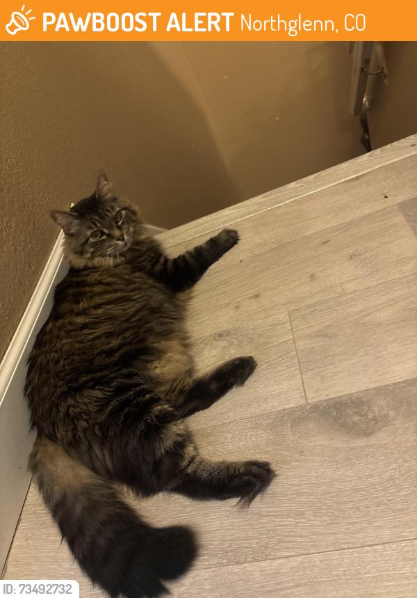 Found/Stray Unknown Cat last seen 104th and Colorado, Northglenn, CO 80233