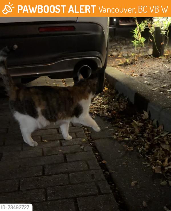 Found/Stray Unknown Cat last seen BC place, Vancouver, BC V6B 1W6