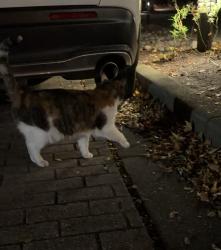 Found/Stray Unknown Cat last seen BC place, Vancouver, BC V6B 1W6
