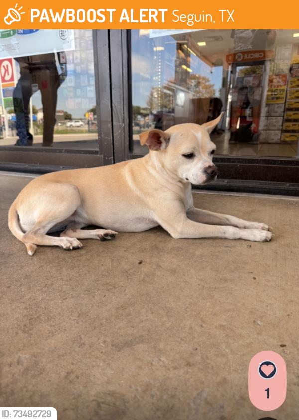 Found/Stray Female Dog last seen Near Hwy 10, Seguin, TX 78156