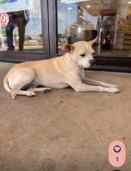 Found/Stray Female Dog last seen Near Hwy 10, Seguin, TX 78156