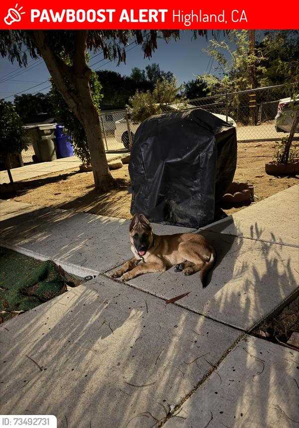 Lost Male Dog last seen Highland, California, por la calle nueve y cinco, Highland, CA 92346