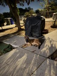 Lost Male Dog last seen Highland, California, por la calle nueve y cinco, Highland, CA 92346