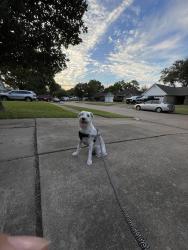 Reunited Male Dog last seen Near Kirkmeadow Dr, Houston, TX 77089, USA, Houston, TX 77089