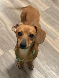 Reunited Male Dog last seen Legacy west end, Washington, DC 20037