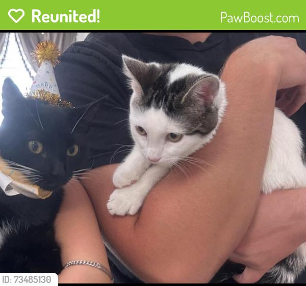 Reunited Female Cat last seen Near rocky hill dr lilburn ga 30047, Lilburn, GA 30047