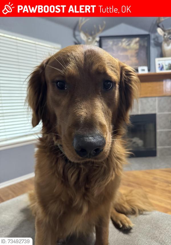 Lost Male Dog last seen Tyler, Tuttle, OK 73089
