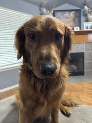 Lost Male Dog last seen Tyler, Tuttle, OK 73089