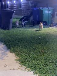 Found/Stray Unknown Dog last seen Bluebonnet Bay and Wisteria Hill, San Antonio, TX 78218