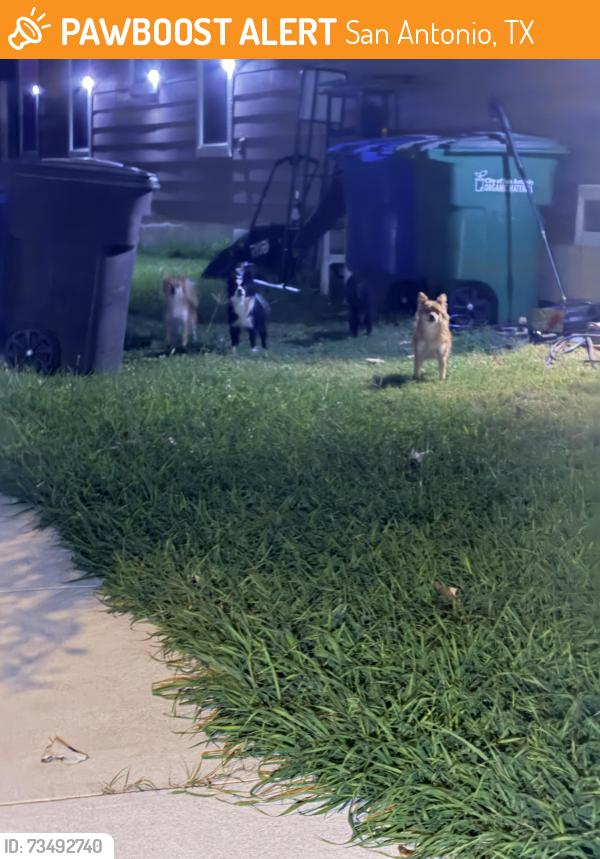 Found/Stray Unknown Dog last seen Bluebonnet Bay and Wisteria Hill, San Antonio, TX 78218