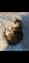 Lost Female Cat last seen 29th street and Broadway, Wichita, KS 67204