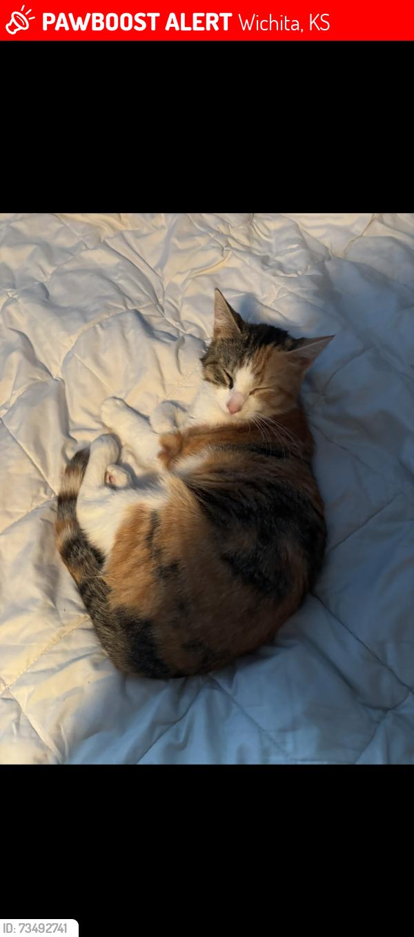 Lost Female Cat last seen 29th street and Broadway, Wichita, KS 67204