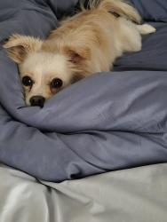 Reunited Male Dog last seen 60th and Rosamomd Blvd. Rosamond Ca, Rosamond, CA 93560