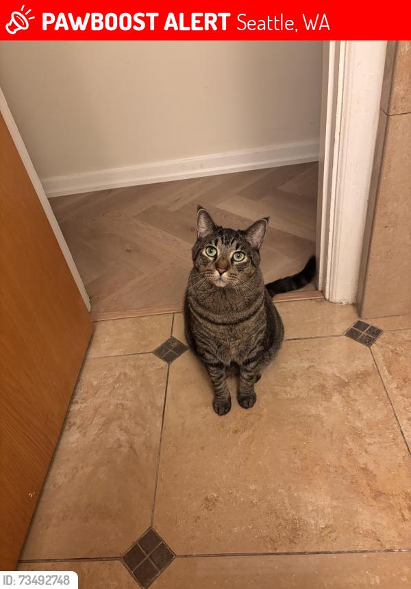 Lost Male Cat last seen Alki Ave, Seattle, WA 98116