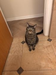 Lost Male Cat last seen Alki Ave, Seattle, WA 98116