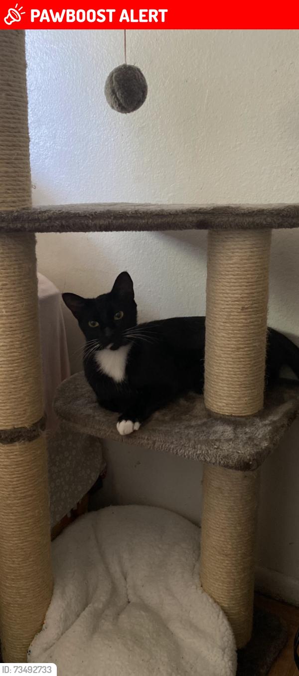 Lost Female Cat last seen Edinger and bolsa chica, Huntington Beach, CA 92649
