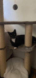 Lost Female Cat last seen Edinger and bolsa chica, Huntington Beach, CA 92649