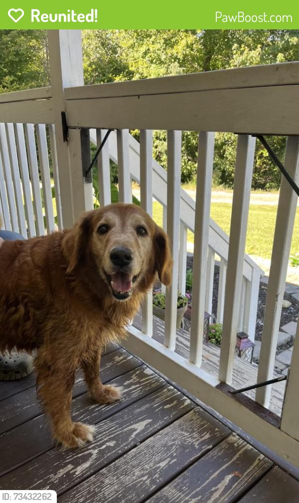 Reunited Male Dog last seen Dennis Rd and Hwy 311, Walnut Cove, NC 27052