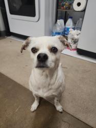 Reunited Female Dog last seen Santa ana st (near railroad tracks), Anaheim, CA 92805